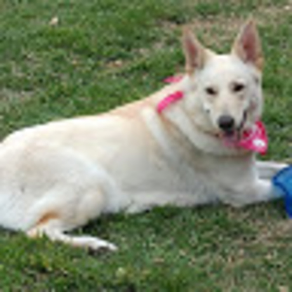 Meet your Posher, Irish